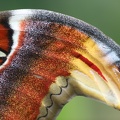 Flügel Atlasspinner