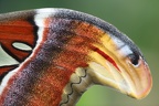 Flügel Atlasspinner