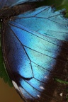 Flügel blauer Morpho