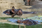 Flusspferd im Wasser