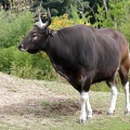 gaur_5637.JPG