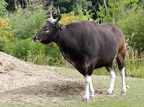 Gaur