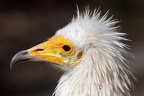 Schmutzgeier im Porträt
