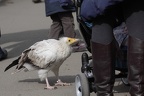 Schmutzgeier