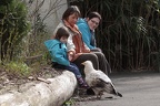 Schmutzgeier mit Besuchern
