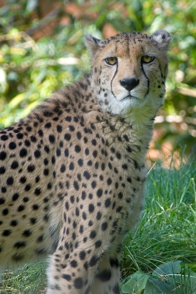 Zoo Rostock: Das Gepardenmännchen hat den Tierpfleger mit dem Fleisch fest im Blick. gepard_6062.jpg