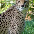 gepard_6062.jpg