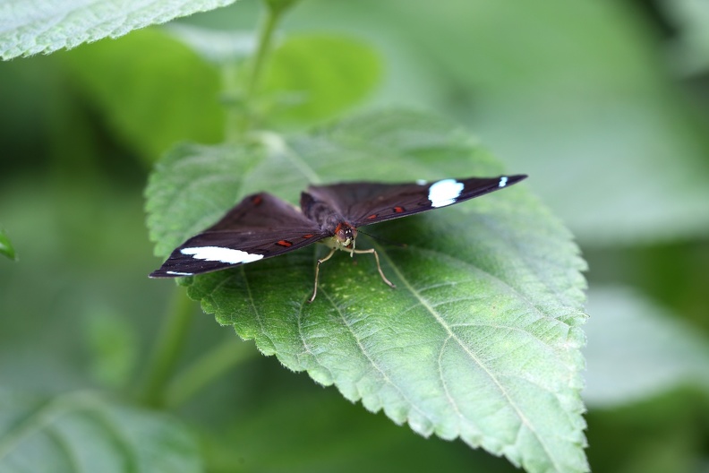 Gewöhnliche Eierfliege