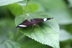 Gewöhnliche Eierfliege