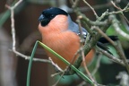 Gimpelmännchen