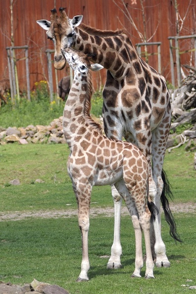 giraffen_0536.JPG