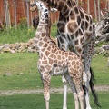 giraffen_0536.JPG