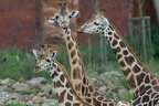 Giraffentrio