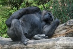 Entspanntes Gorillaweibchen
