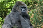 Altes Gorillaweibchen