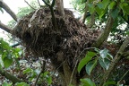 Hammerkopf Nest