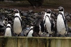 Humboldt-Pinguine
