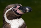 Humboldtpinguin