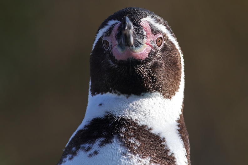 Portät Humboldtpinguin