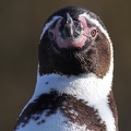 humboldtpinguin_8268.jpg