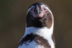 Portät Humboldtpinguin