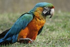 Hybridara