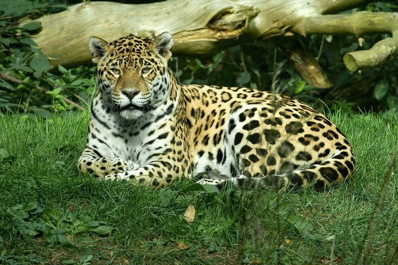Zoo Rostock: Der Jaguar ist mit einer Kopf- Rumpflänge bis zu 180 cm das größte Raubtier Südamerikas. jaguar_6059.jpg