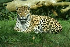 Jaguar (3926 visits) Zoo Rostock: Der Jaguar ist mit einer Kopf- Rumpflänge bis zu 180 cm das größte Raubtier Südamer... Jaguar