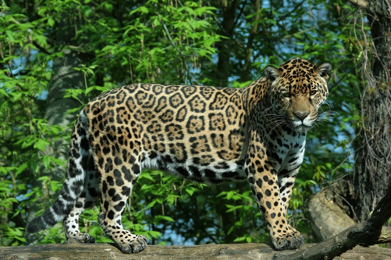 jaguar_8853.JPG