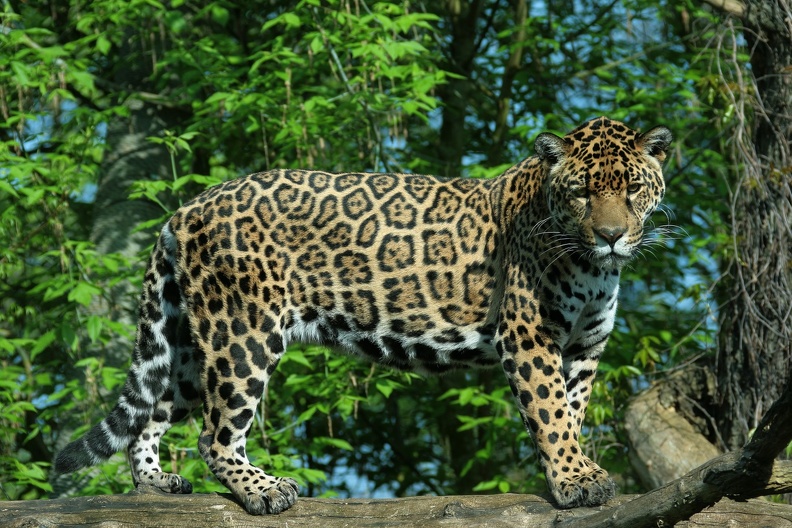 Jaguar