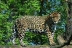Jaguar (7112 visits) Zoo Krefeld: Der Jaguar ist die größte Raubkatze Südamerikas, der bevorzuge Lebensraum ist der Re... Jaguar