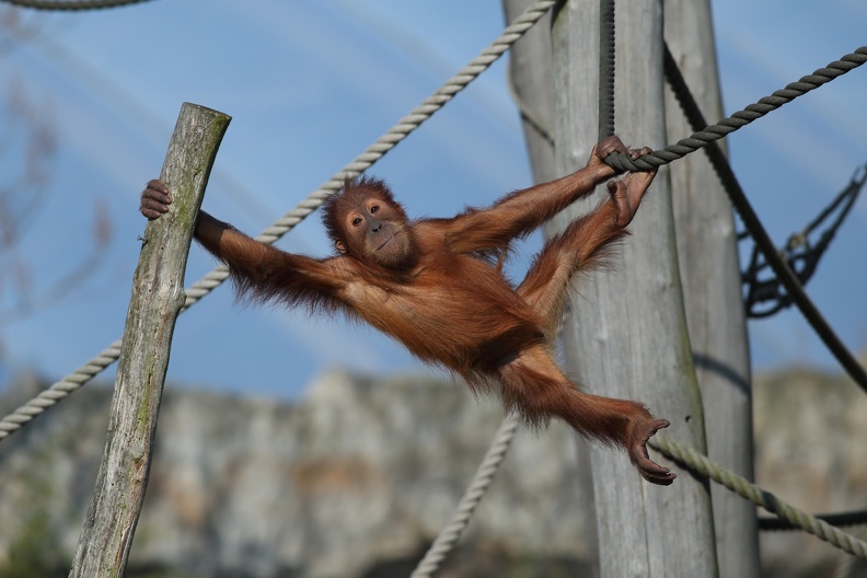 Zoom Erlebniswelt Gelsenkirchen: Dieses junge Orang-Utan Männchen zeigt am ersten warmen Frühlingstag seine Kletterkunst in der Freianlage junger_orang_utan_3407.jpg