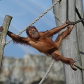 junger_orang_utan_3407.jpg