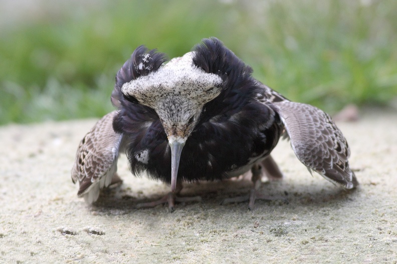 Naturzoo Rheine: Männchen mit dunklem Federkragen wirbt in der Balzarena um Weibchen. kampflaeufer_balz_8512.jpg