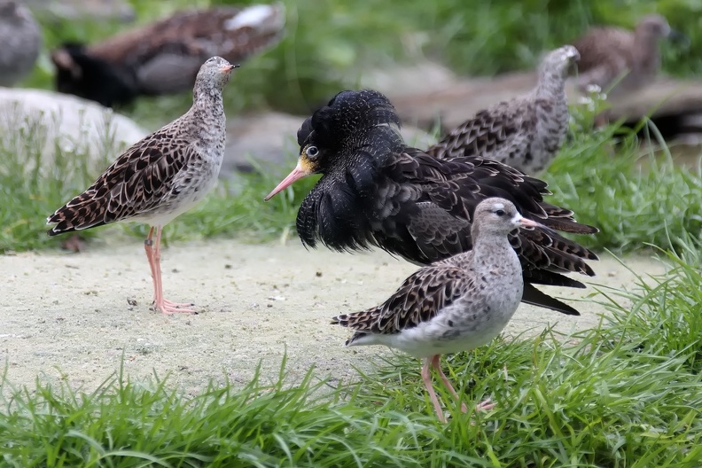 Naturzoo Rheine: Kampfläufer haben ein kompliziertes Paarungsverhalten. In Balzarenen, die meist nicht größer als 1x1 Meter sind präsentieren sich die Männchen den Weibchen, die dann den Partner auswählen mit dem sie sich paaren. kampflaeufer_balz_8641.jpg