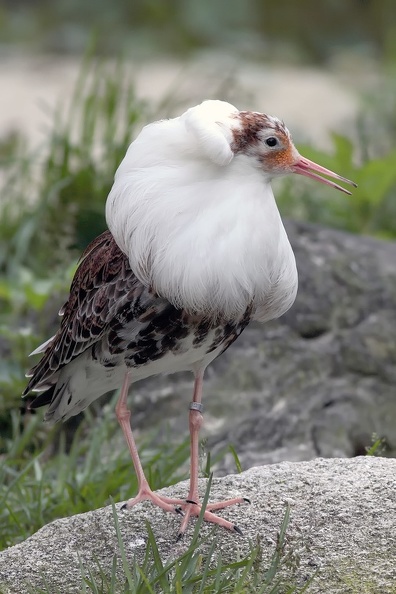 Naturzoo Rheine: Rufendes Kampfläufermännchen kampflaeufer_rufend_8574.jpg