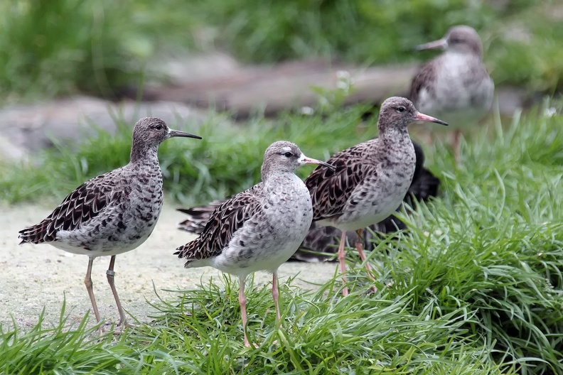 Naturzoo Rheine: Am Rande der Balzarena treffen die Weibchen ein, und suchen sich den Partner zur Kopula aus. Dem aufmerksamen Betrachter des Fotos wird die unterschiedliche Gefiederfarbe sowie die unterschiedliche Färbung der Beine und der Schnäbel bei den drei Weibchen derselben Art nicht entgangen sein. kampflaeuferweibchen_8664.jpg