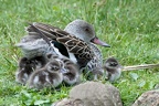 Kapentenfamilie