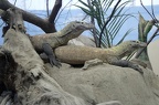 Komodowarane