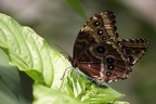 Paarung Morphofalter
