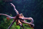 Gewöhnlicher Krake (1920 visits) Aquazoo Düsseldorf: Kraken haben im Gegensatz zu Tintenfischen acht statt zehn Arme,mit denen sie s... Gewöhnlicher Krake