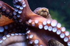 Kraken Portrait (1882 visits) Aquazoo Düsseldorf: Kraken besitzen sehr gute Linsenaugen, die im Gegensatz zu denen der Wirbeltier... Kraken Portrait
