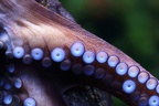 Kraken Saugnäpfe (1894 visits) Aquazoo Düsseldorf: Die Arme der Kraken besitzen Saugnäpfe,mit ihren Armen bewegen sie sich am Mee... Kraken Saugnäpfe