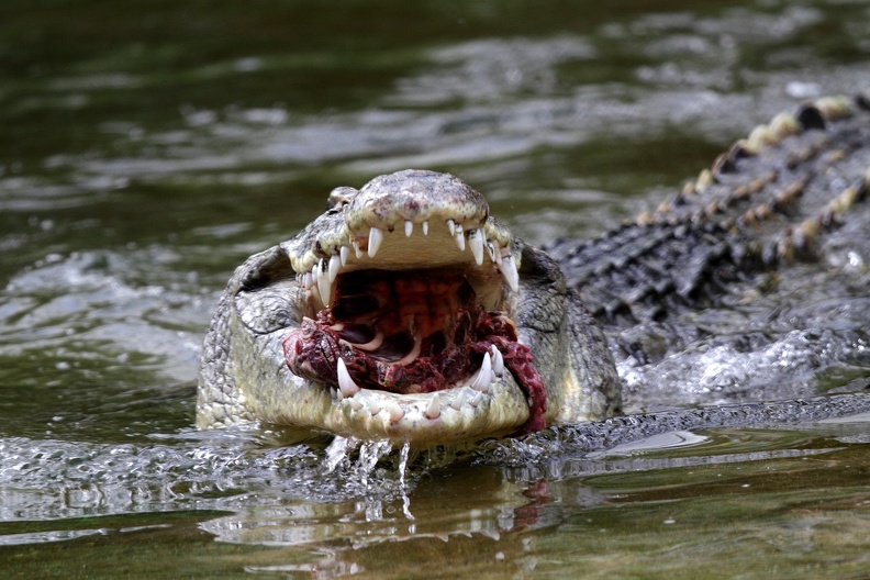 Nilkrokodil mit Beute