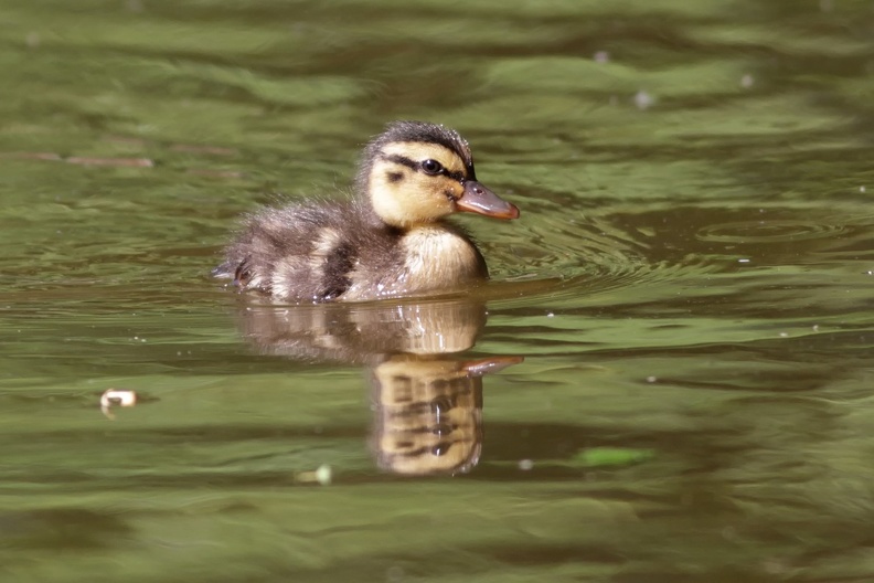 Zoo Krefeld: Schwimmendes Stockenten Küken kueken_9351_a.jpg