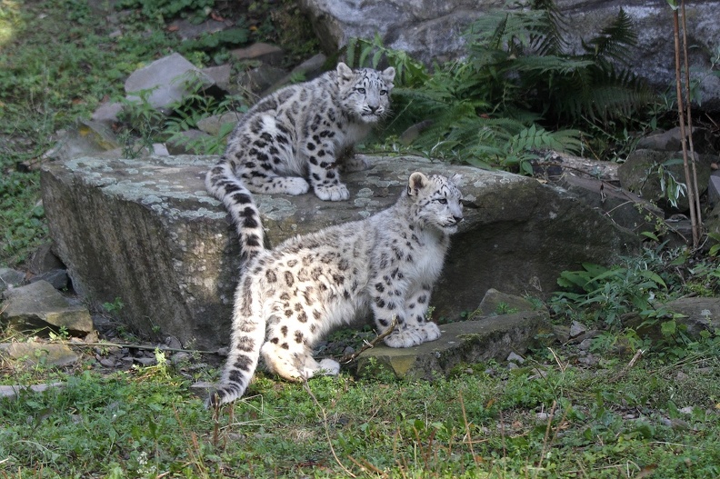 leoparden_5802.JPG