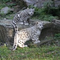 leoparden_5802.JPG