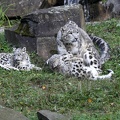 leoparden_5877.JPG