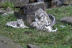 Schneeleoparden (2604 visits) Zoo Köln: Schneeleopadenkatze mit Jungtieren in der Freianlage Schneeleoparden