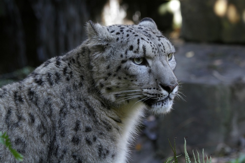 Portrait Schneeleopard